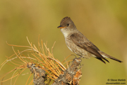 BIRDS OF THE WESTERN US
